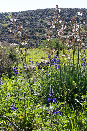 Asphodels and Lupins 3