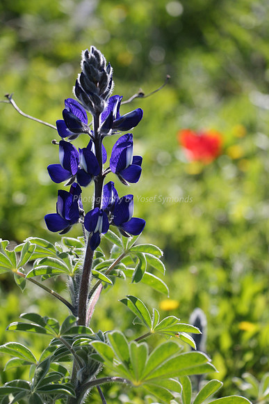 Lupin with Poppy in Background 2
