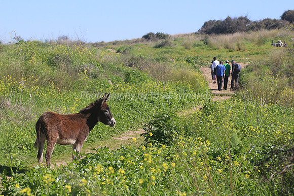 Donkey Hiker 2