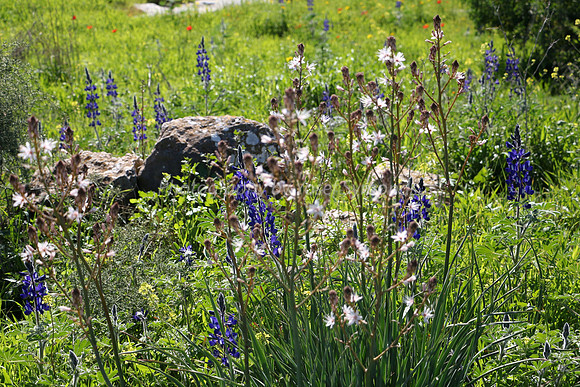 Asphodels and Lupins 1