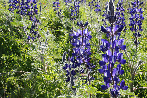 Lupin Field 1
