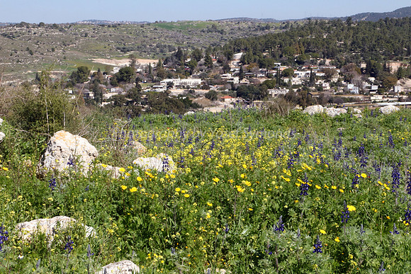 Kibbutz Lamed Hay with Lupins and Wild Mustard Plants in Foreground