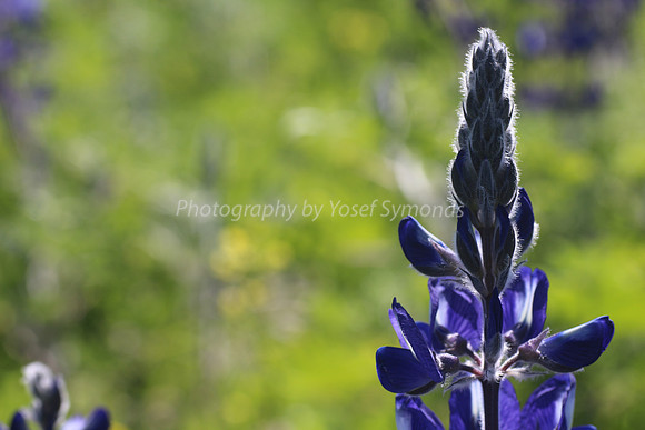Lupin Top