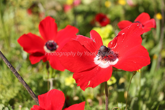 Anemones 2