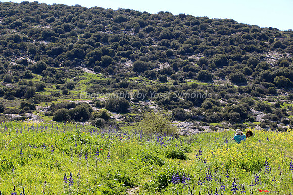 Secluded Among Lupins