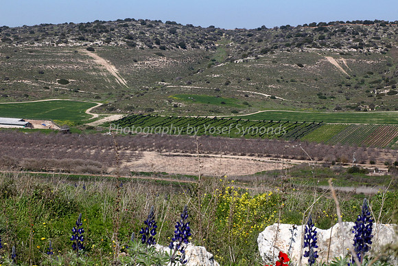 Lupins Overlook Fields of Kibbutz Lamed Hay