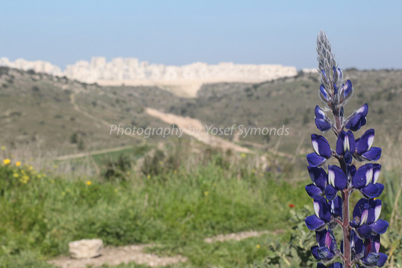 Lupin Foreground RBS Gimmel1 Background