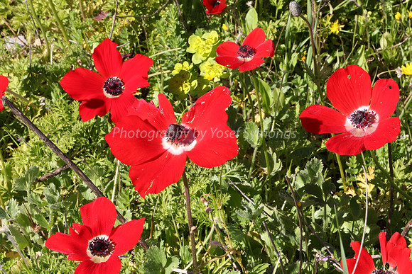 Anemones 1