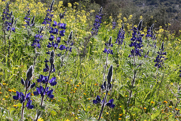 Lupin Field 2