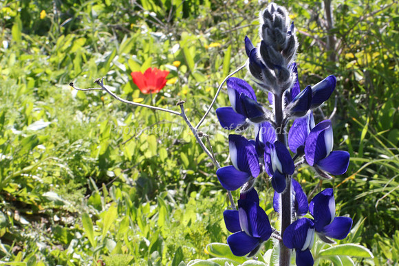 Lupin with Poppy in Background 1