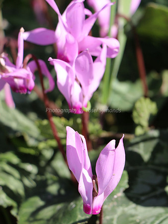 Cyclamen 1