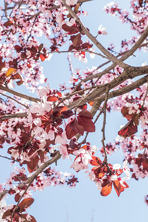 Flowering Plum 160308-2