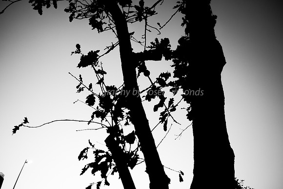 Tree silhouette 181218