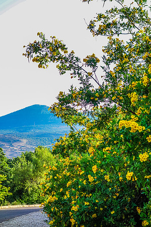 Flowers and Mountain  from Snir Field School 1