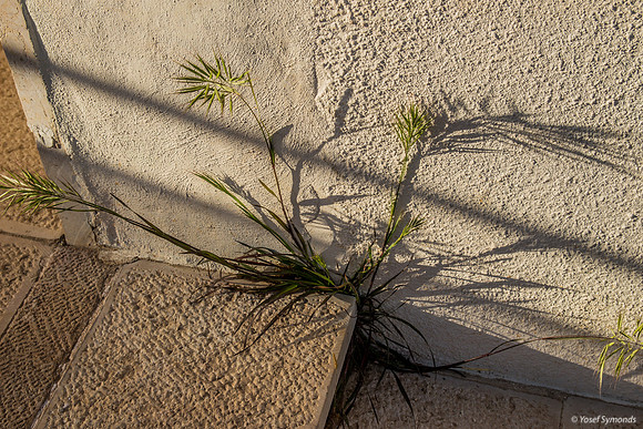 Plant Growing through Crack at Shilo Synagogue