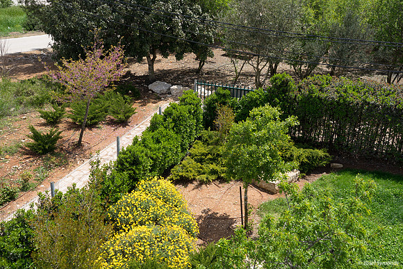 Garden in Beit El 190423-2