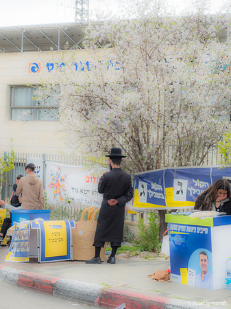 Chasid and Flowering Almond Tree Dominate Scene 240227-1