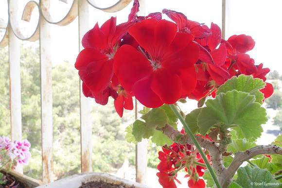 Red Geraniums High 2