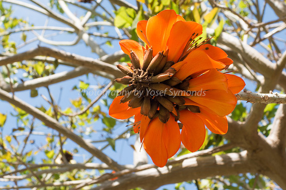 Coral Tree 180316-4