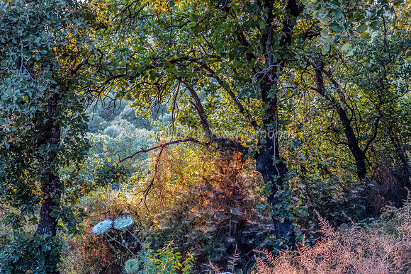 Through the Enchanted Foliage 16