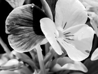 Pansy 170416-3
