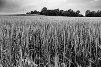 Wheat Field Yad Mordechai 240219-11