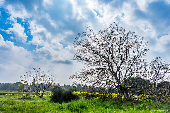 Field at Yad Mordechai 240219-11
