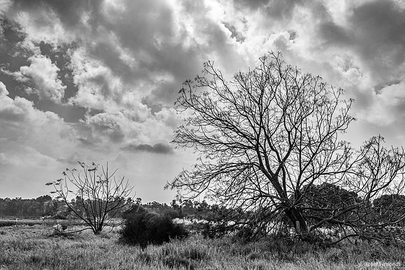 Field at Yad Mordechai 240219-12