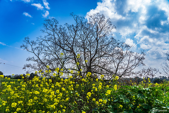 Mustard Plants at Yad Mordechai 240219-1