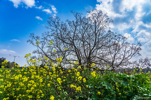 Mustard Plants at Yad Mordechai 240219-3
