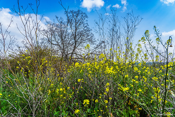 Mustard Plants at Yad Mordechai 240219-4