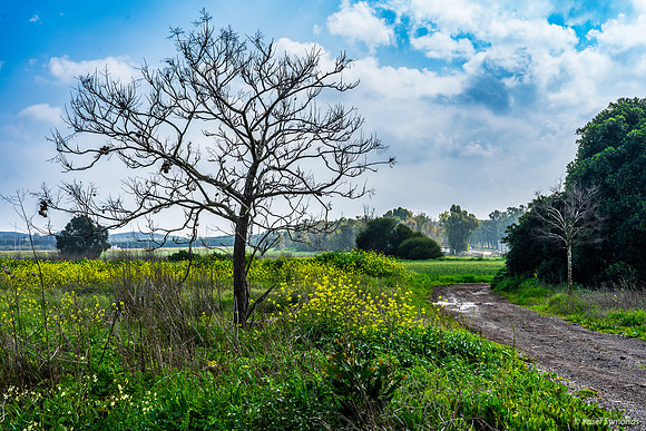 Mustard Plants at Yad Mordechai 240219-5