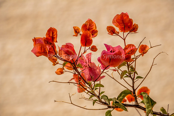 171103-Flower_Against_Building-0021-2