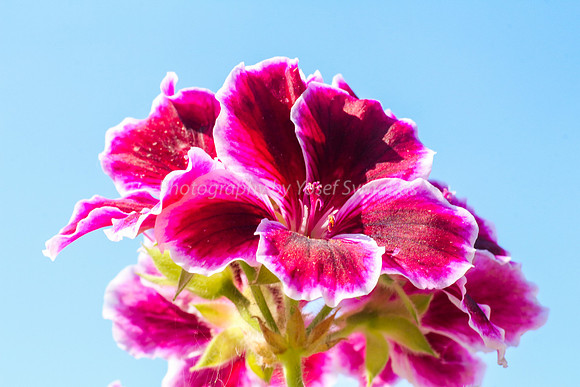Pink and White Geranium 170416-8