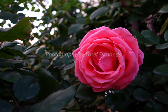 DSC00208A
