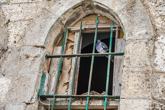 Bird at Window - West Side 221107-2