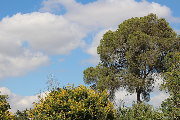 Kibbutz Lamed Hey Trees 1