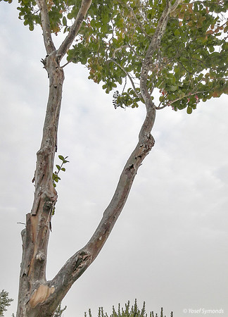 Park on Maor 170711-3