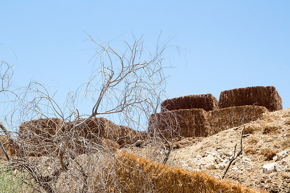 Looking Up at Hay for Dairy - Grofit 1