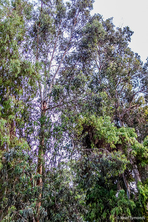 73 Trees in Forest 11