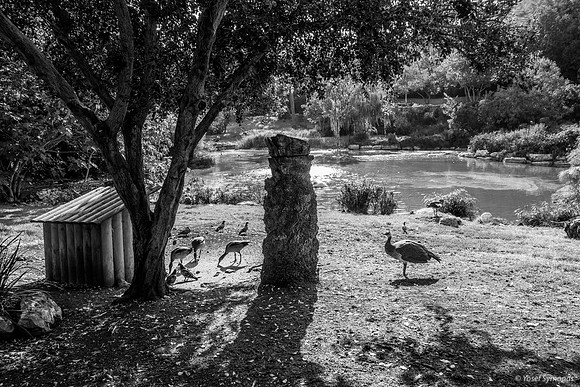 Peacock 220918-5
