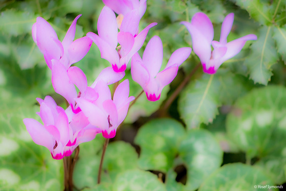 Abstract Cyclamens 240310-10