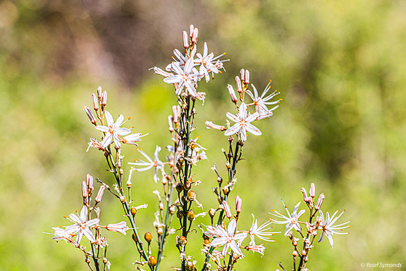 Asphodel 240310-5