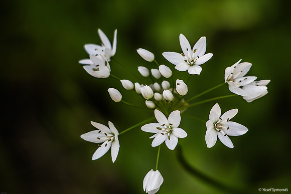 Pink Garlic 240310-1