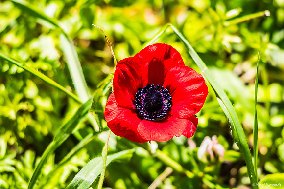 Anemone 240310-1