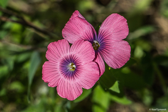 Hairy Pink Flax  240310-2  פשתה שעירה