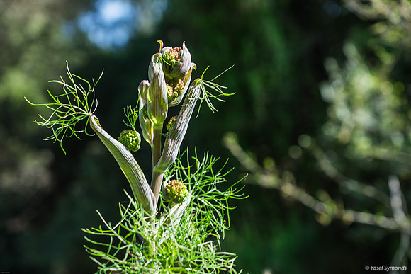 Common Giant Fennel 240310-1