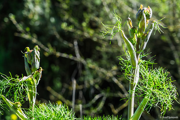 Common Giant Fennel 240310-2