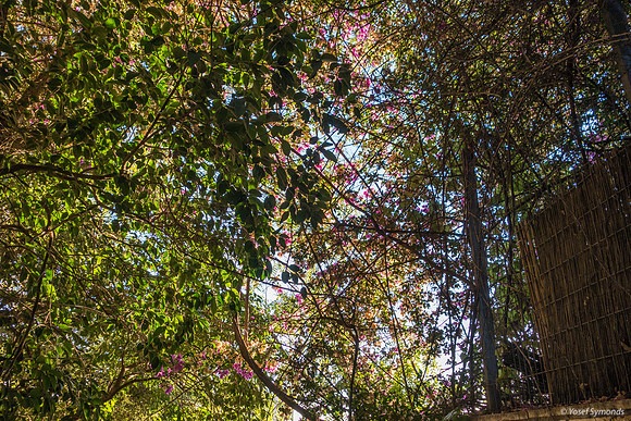 Afternoon Light on Jerusalem Trees 181028-1