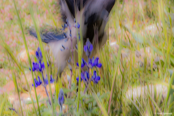 Crow Fleeing the Lupins 220328-8